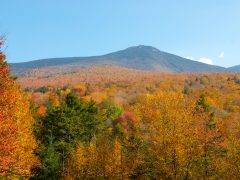 fall foliage