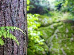 identify trees